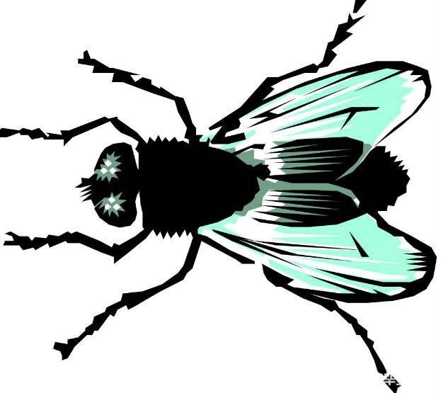 蒼蠅是怎樣形成的