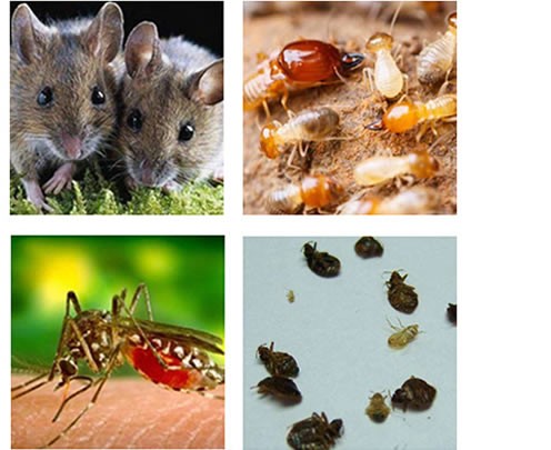 良井鎮(zhèn)消殺殺蟲公司收費(fèi)多少錢【專業(yè)殺蟲】