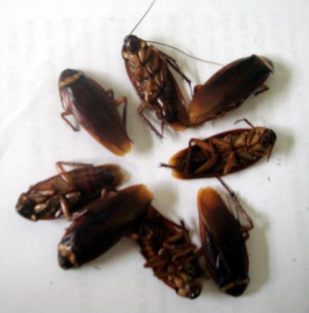 鼠害與蟲(chóng)害治理，清波滅鼠控蟲(chóng)公司，學(xué)校幼兒園殺蟲(chóng)滅鼠方案，防鼠滅鼠抓老鼠，防蚊滅蠅捕蚊蠅，防治蟑螂滅蟑螂殺蟑螂