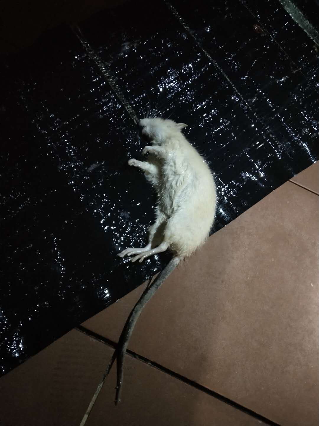 珠海中山附近殺蟲滅鼠公司報(bào)價(jià)