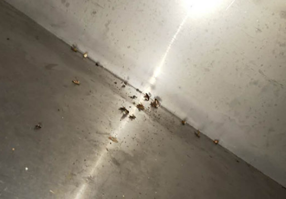 珠海滅殺蟑螂 珠海滅殺蟑螂